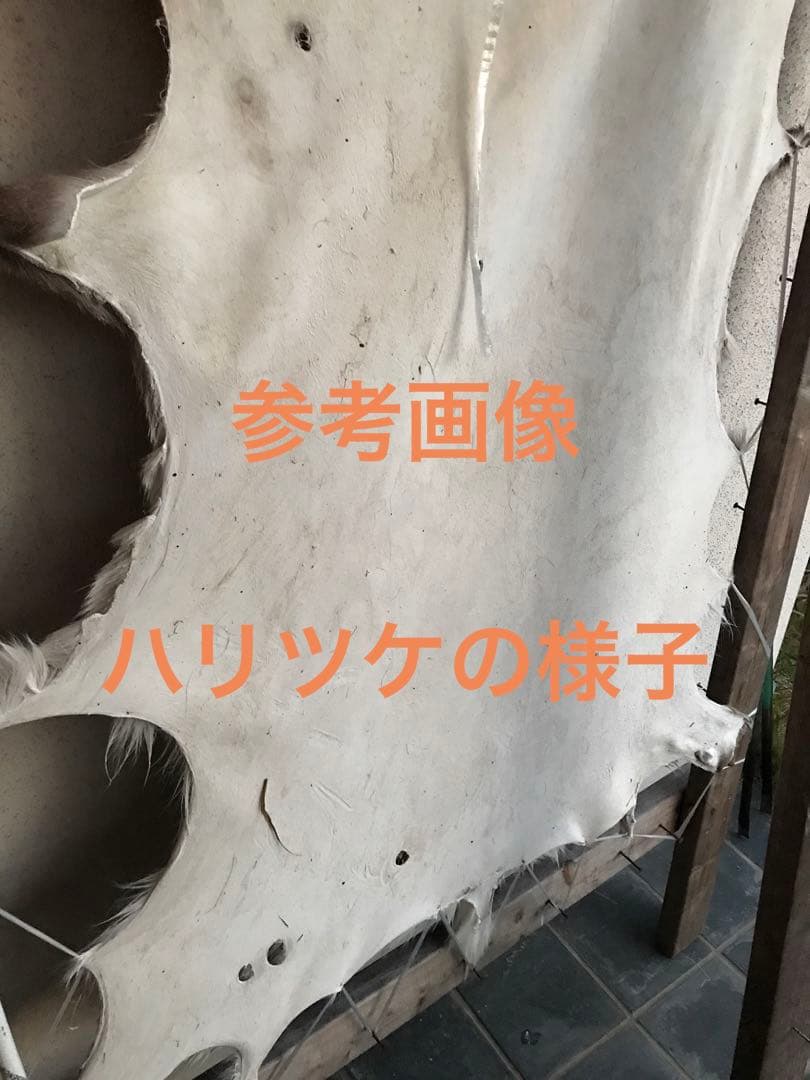 ニホンジカ♀毛皮　23-2