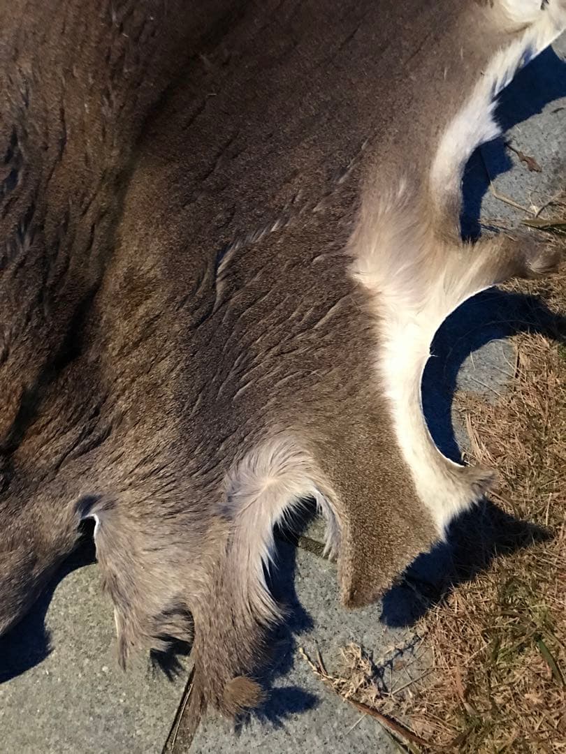 ニホンジカ♀毛皮　23-2