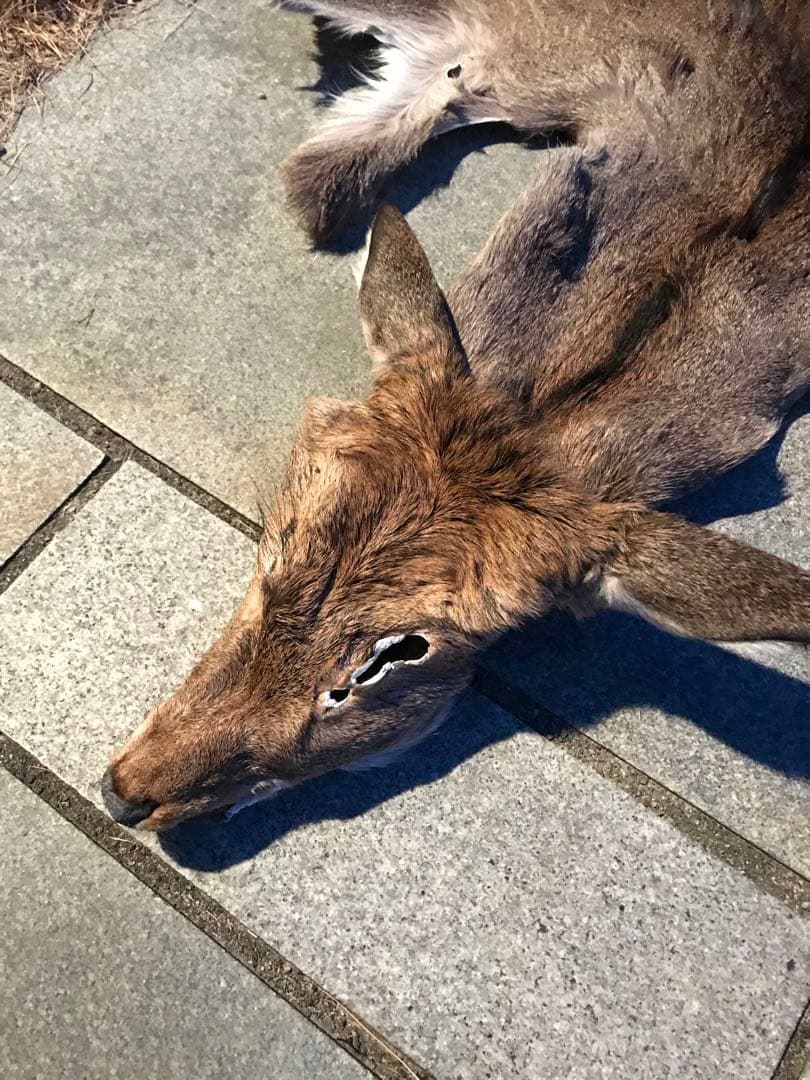 ニホンジカ♀毛皮　23-2