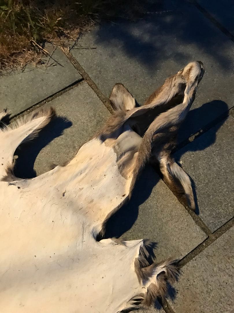 ニホンジカ♀毛皮　23-2