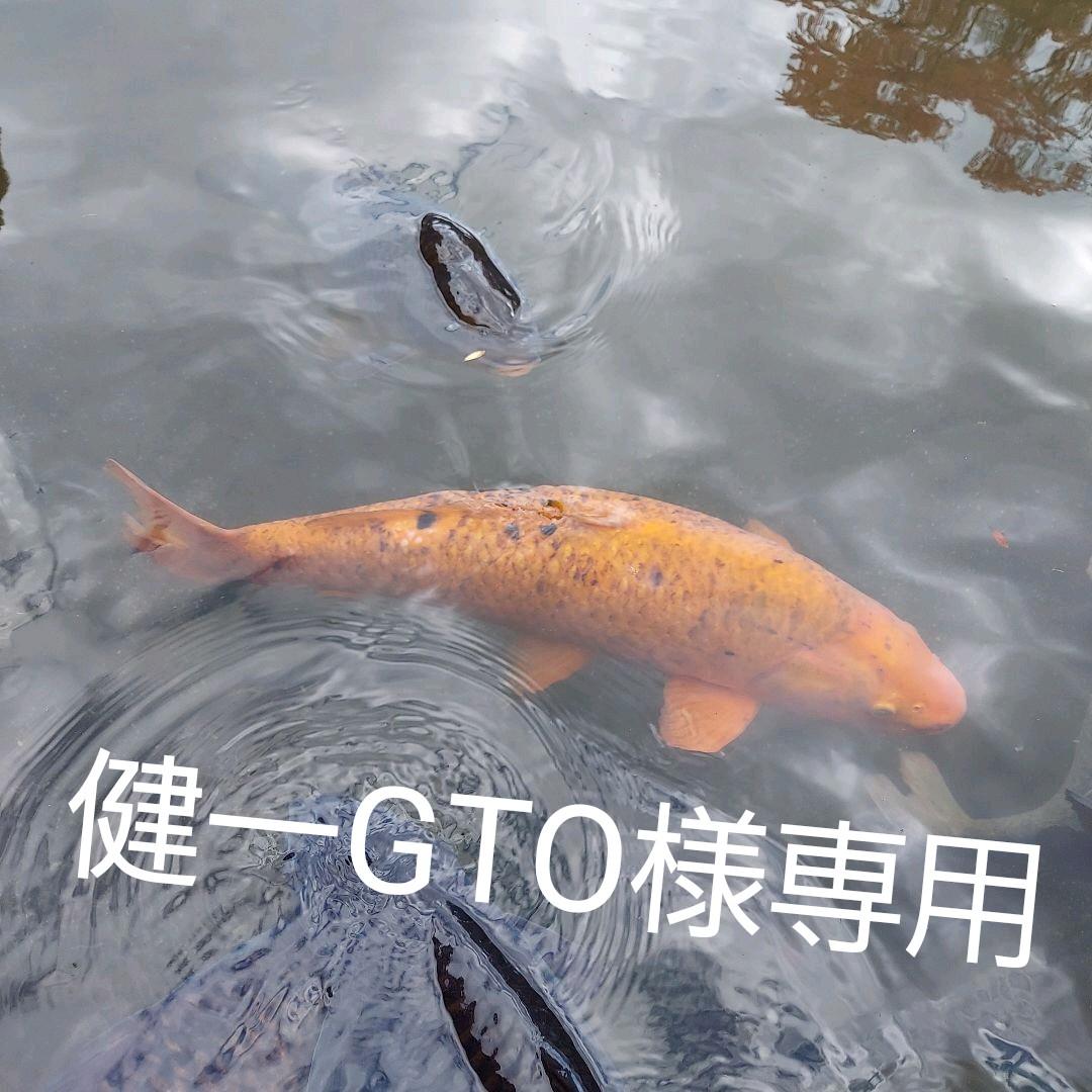 絵画『水辺の大木』ヘイ平山画