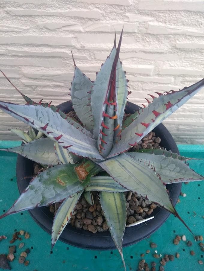 田崎昭一郎作 春草蒔絵 大棗 輪島塗 茶道具 共箱共布 V945 - メルカリ