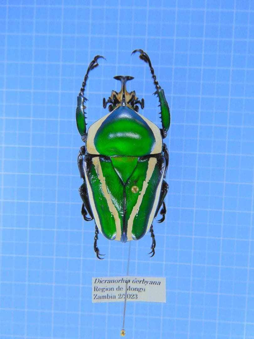 外国産コガネムシ標本】ダイコクコガネ/アルゼンチン産/26.1mm21.4mm