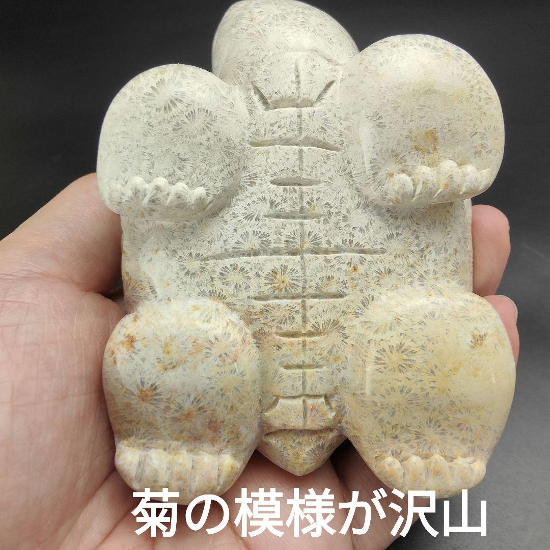2 サンゴの化石亀(大)天然石 菊目石珊瑚コラール縁起物魔除け