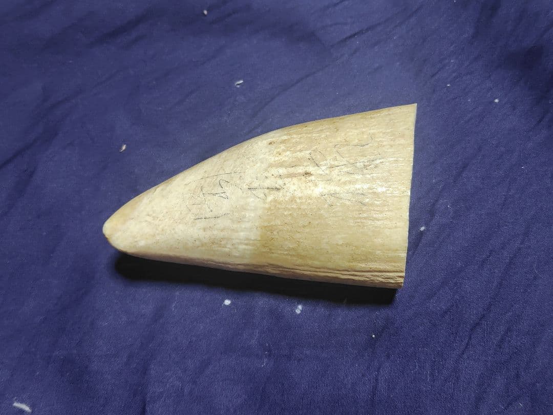 マッコウクジラの歯2本