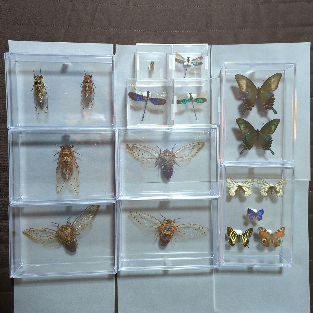 エクアドル産アルゼンチナキンイロコガネ27mm