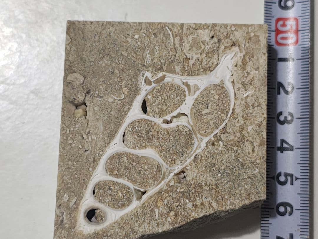 日本産 化石入り大理石(の切れ端)25個セット