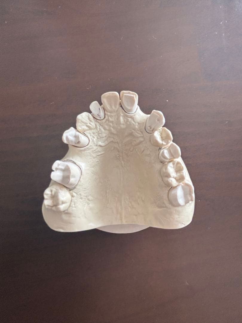 最終価格　歯科　支台歯形成　練習模型　セット