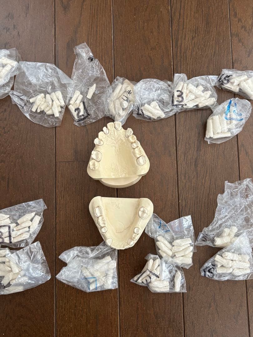 最終価格　歯科　支台歯形成　練習模型　セット