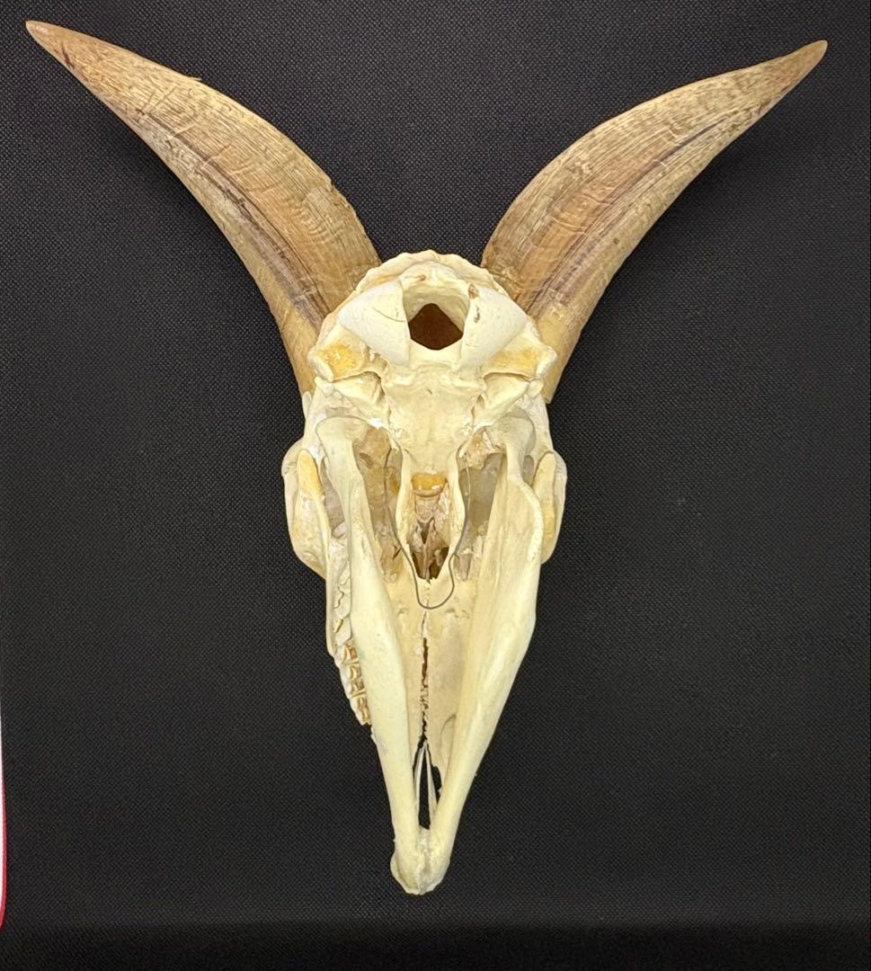 ヤギ頭蓋骨 実物 下顎 角鞘付き希少品 デッサン画モデル ハンティング