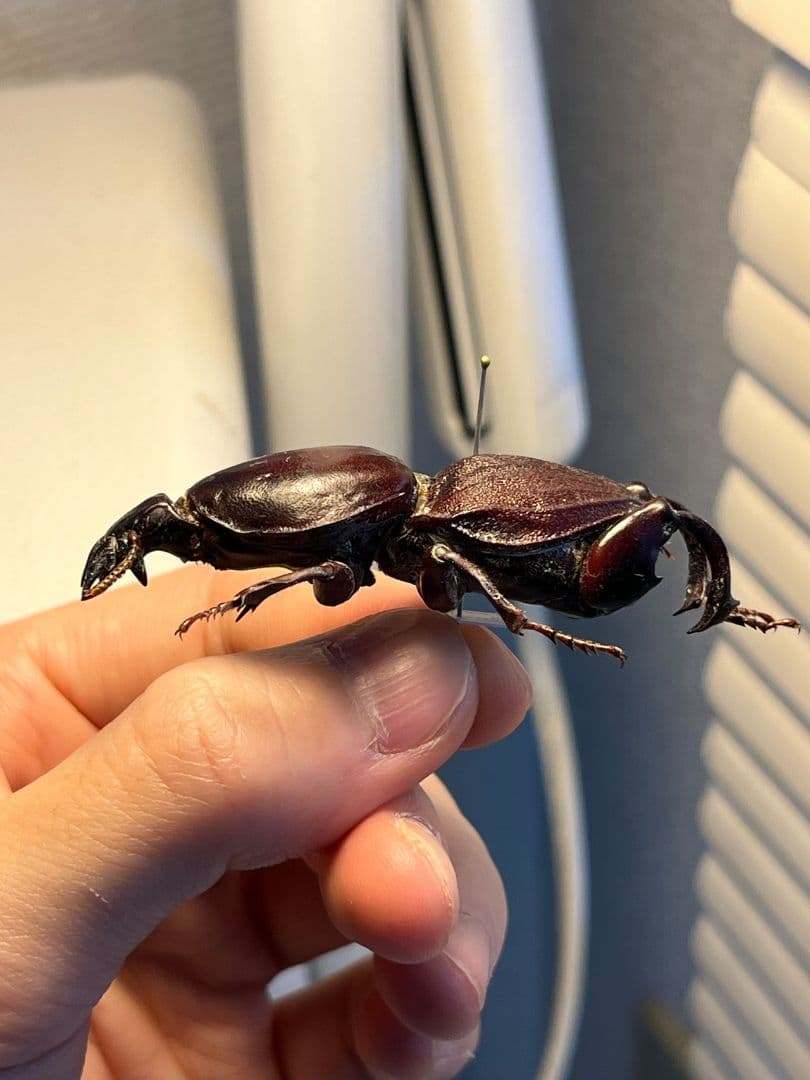 58mm】赤 ケラモドキカミキリ 大型 Hypocephalus 昆虫標本
