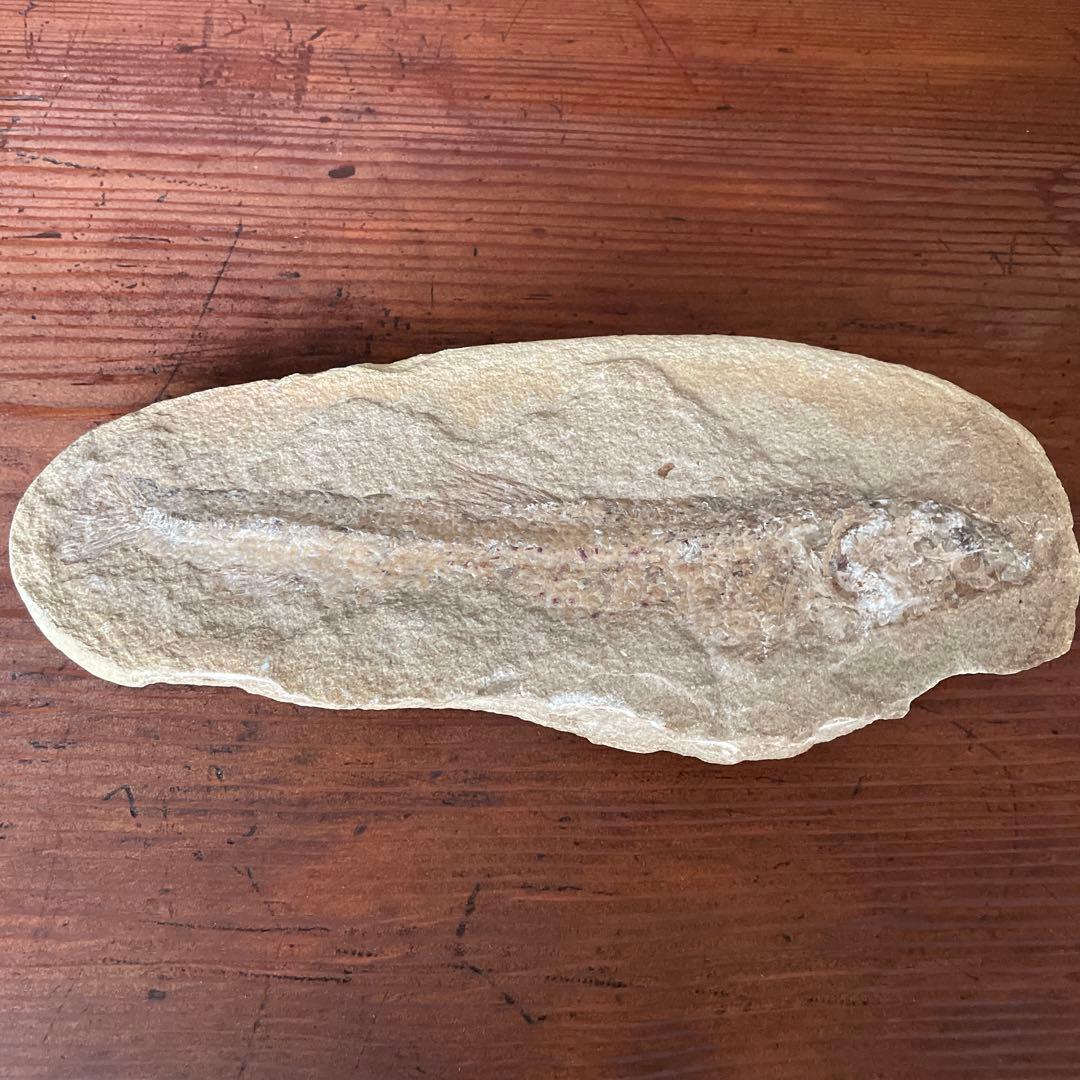 魚　化石　　古代魚 頭のてっぺんのあなで呼吸をしていた3億8000万年前の古代魚の化石を