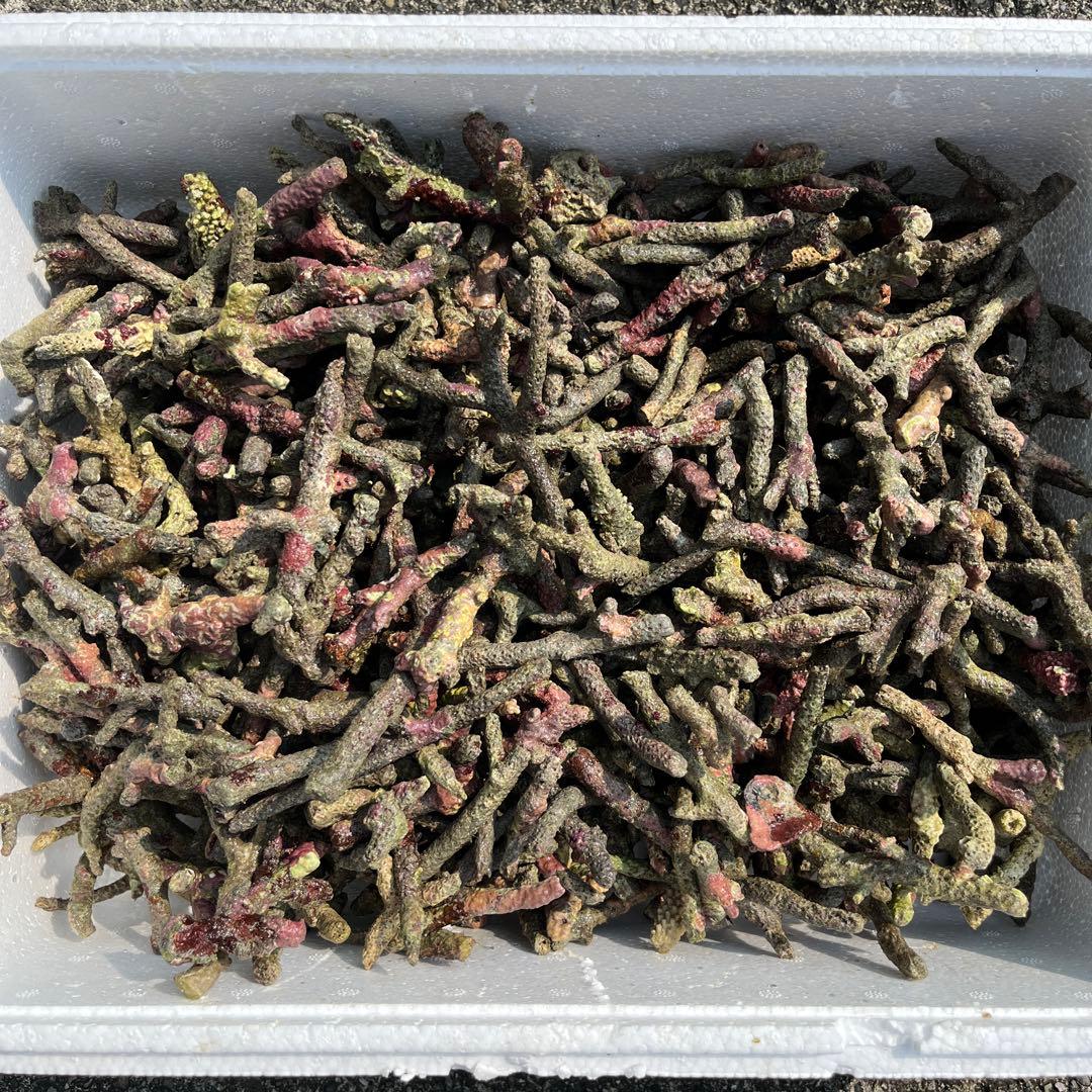 天然ライブロック フライドポテト