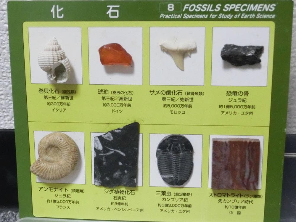 小さい 化石 サメの歯 アンモナイト 三葉虫 恐竜の骨 黒曜石 水晶 シダ