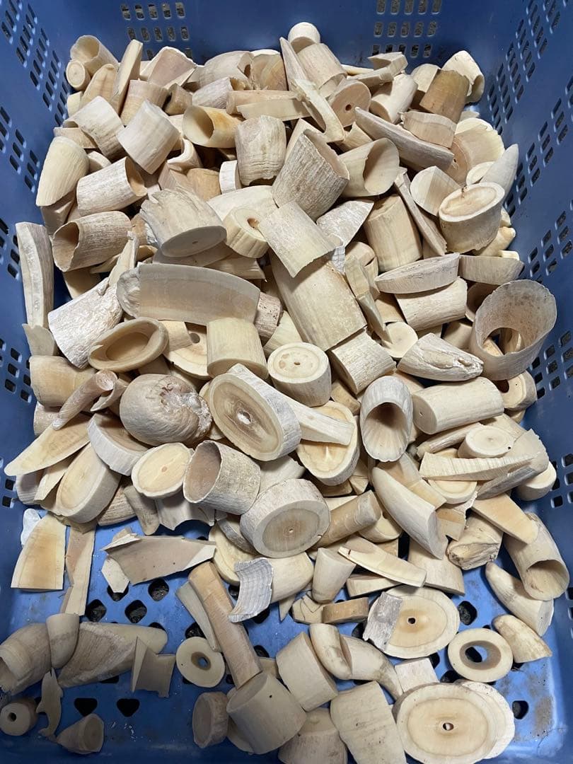 鯨の歯 O-821】希少 鯨歯 抹香鯨 マッコウクジラ 歯 鯨牙 牙 クジラ