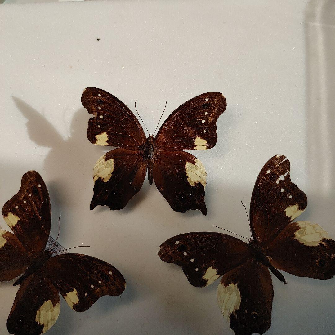 蝶の標本 ムカシヒカゲ 「3頭」 蝶3匹標本｜マライカ公式通販