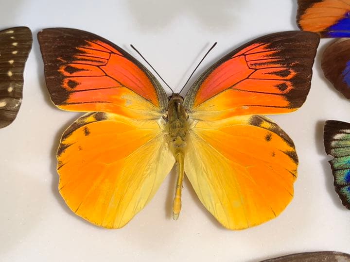 デタニツマベニ ヒイロツマベニチョウ 蝶 標本 ペア