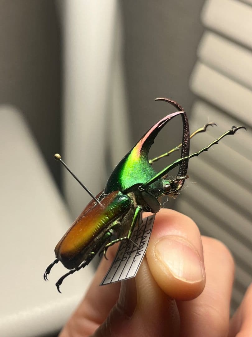 43mm】カブトハナムグリ コガネムシ プラチナコガネ カナブン 昆虫標本