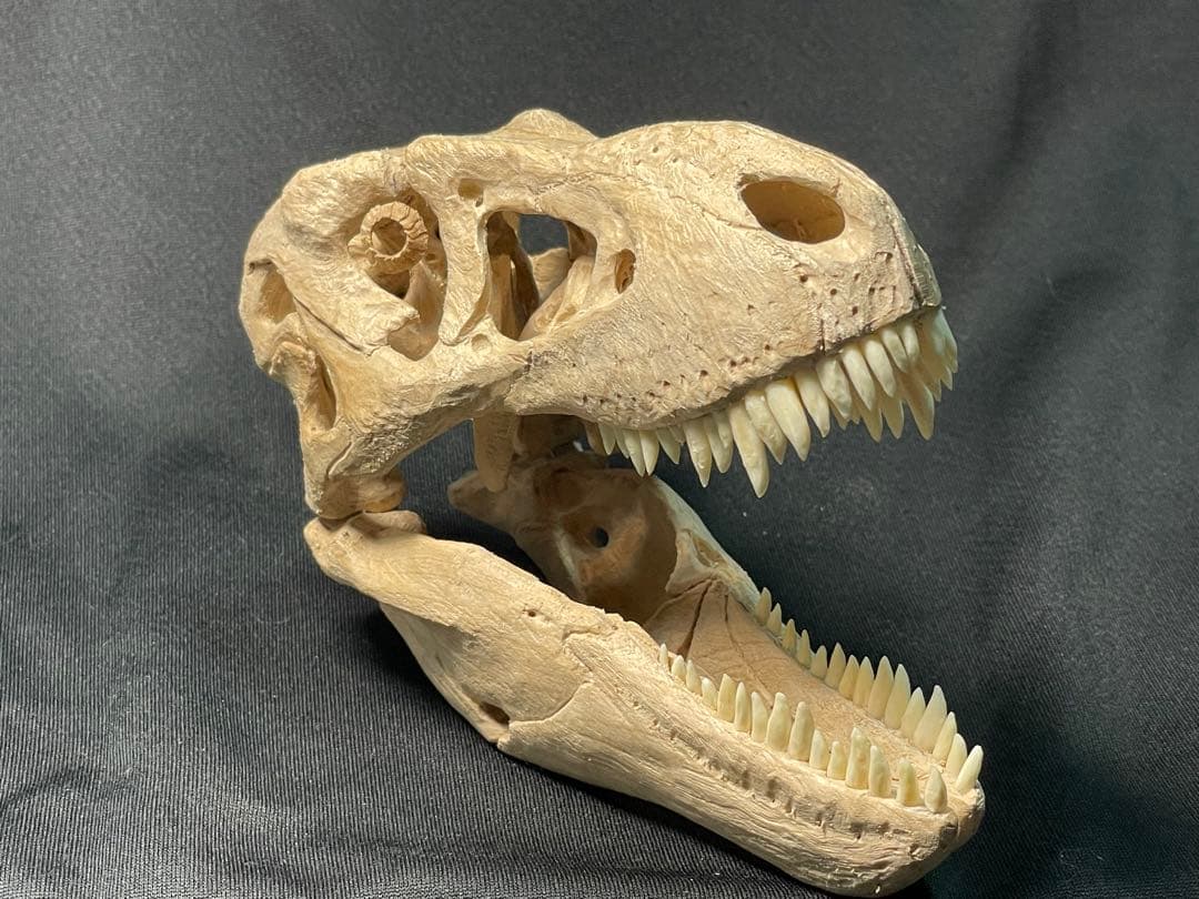 木彫　恐竜　タルボサウルス　頭骨模型　1/10スケール　12cm