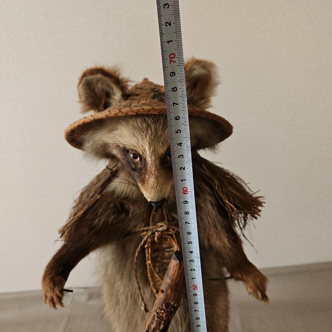 タヌキ 狸 鳥獣 剥製 本物 縁起物 商売繁盛 出世運 天然木 台座付き