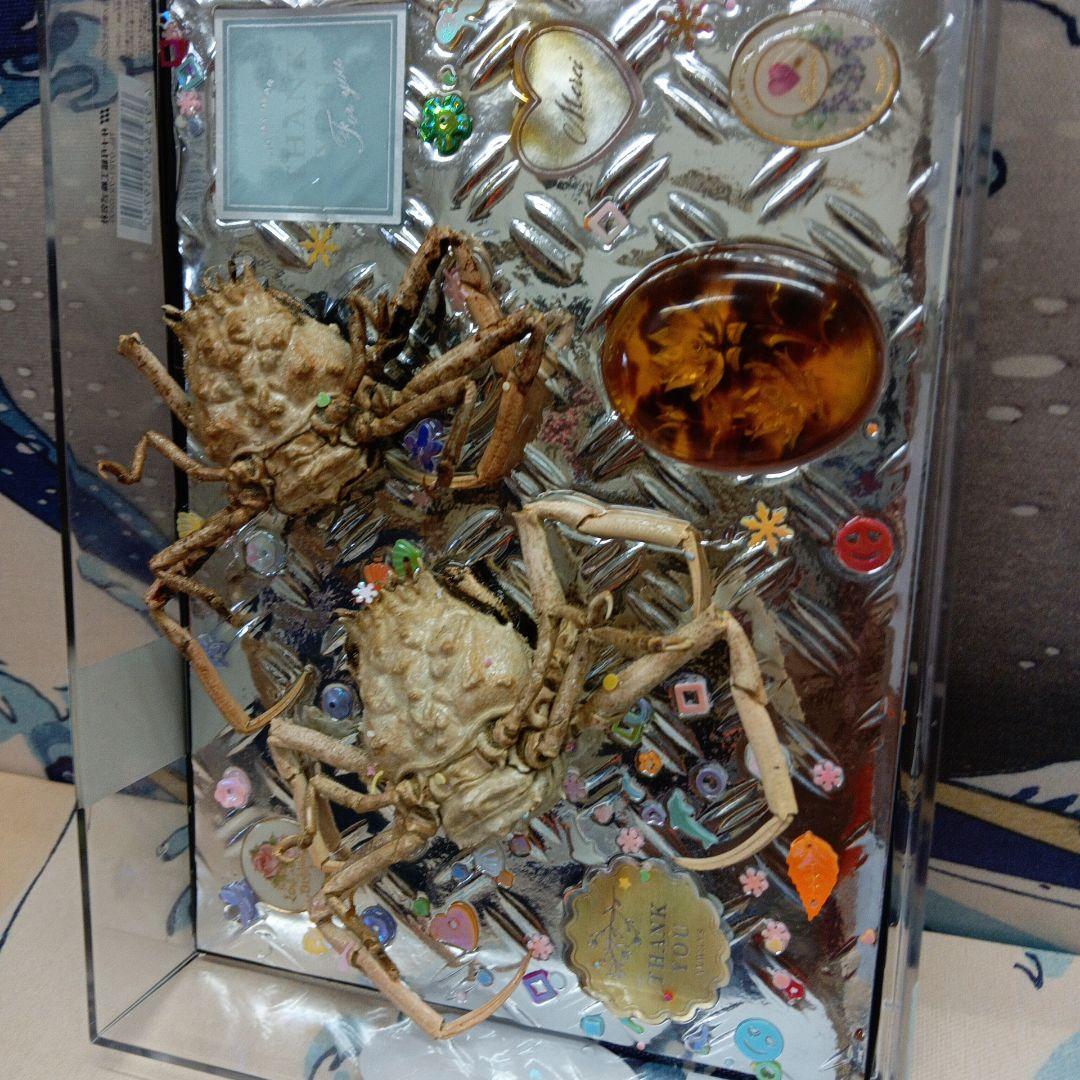 稀少レア平家蟹科凹凸立体リアル鬼面蟹横幅22X16X3、5センチ標本