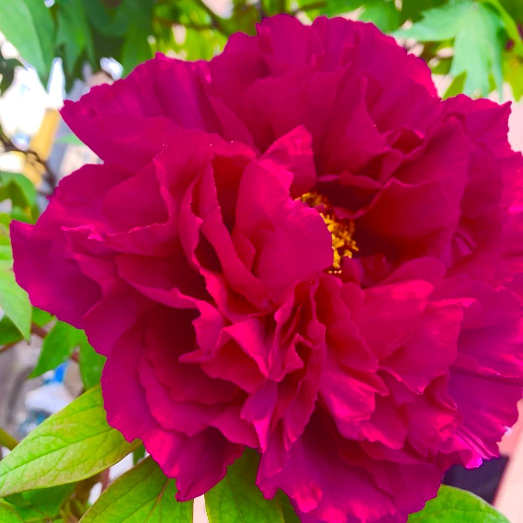 うさみみ様 兎咲ミミ 4周年記念2024