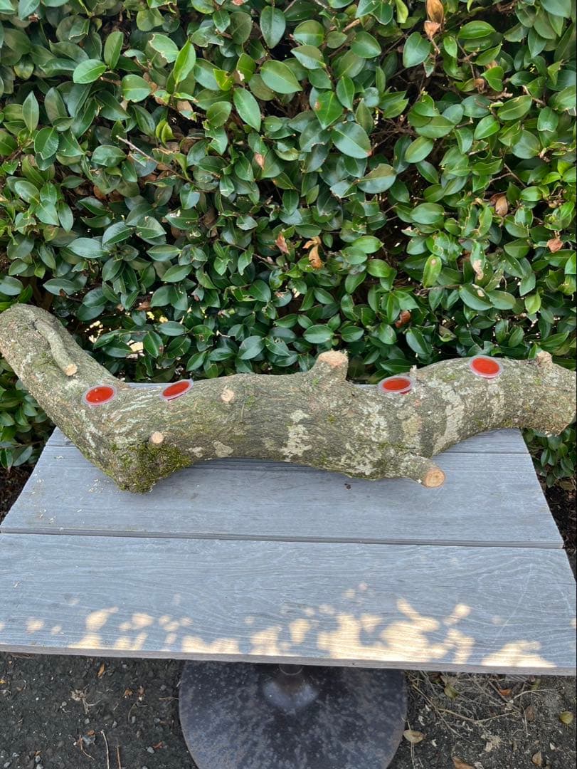 超巨大クヌギ登り木90センチ級 エサ皿 カブトムシ クワガタ