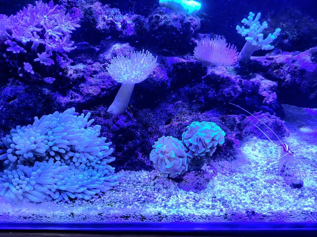 オーバーフロー水槽 透明ガラス LED照明付き 説明文要参照 魚用品・水草