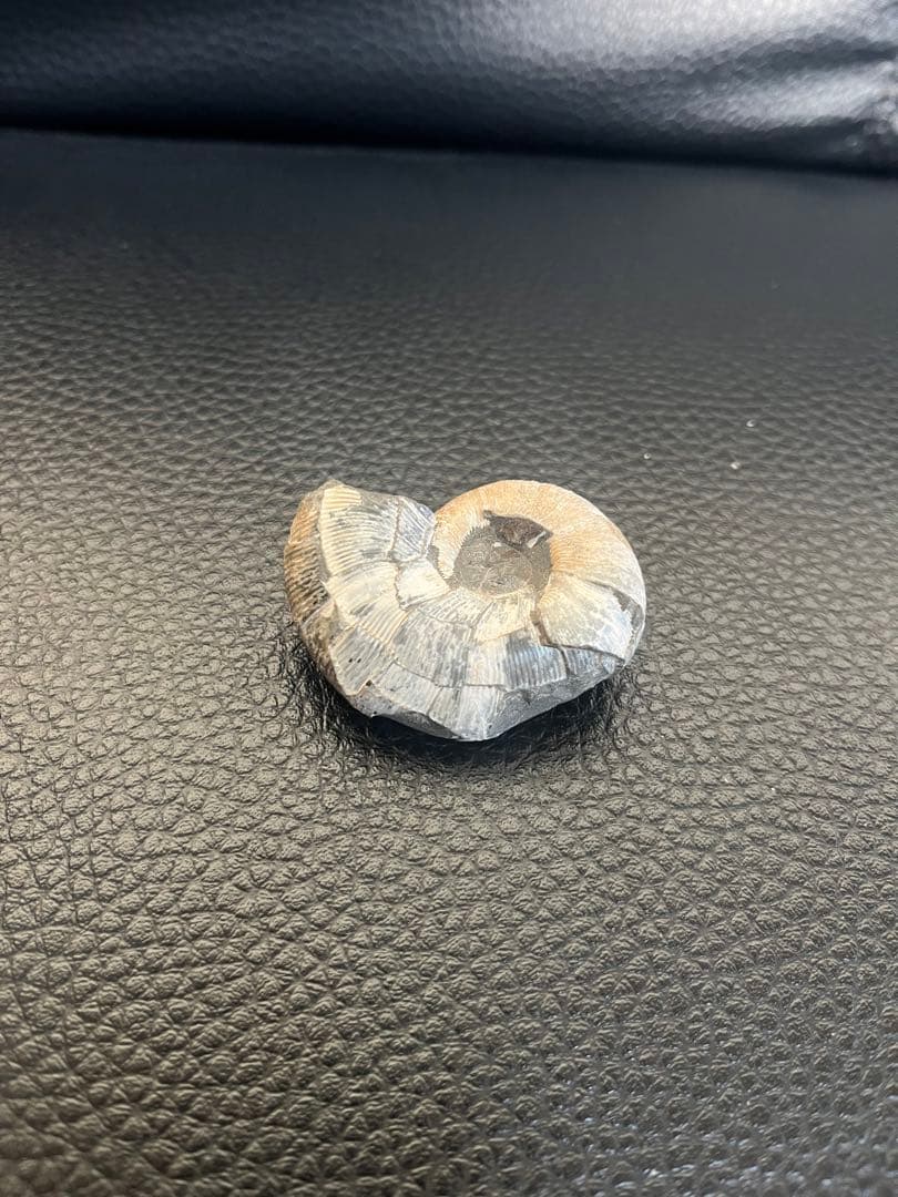 化石 巻貝型 約4cm天然物につき個体差があり