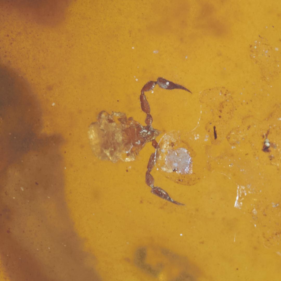 レア極上品 PA101虫入り琥珀化石 ミャンマーカムティかタナイ9900万年