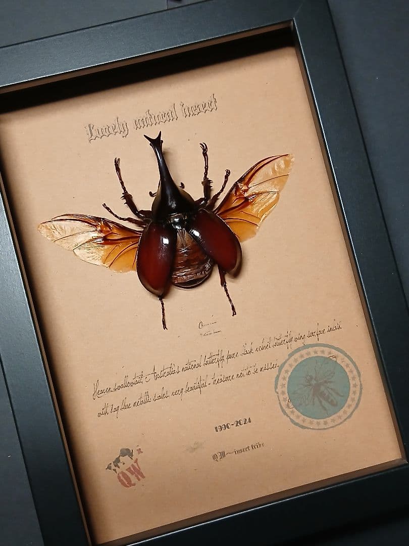 リュウキュウコクワガタ 超特大標本