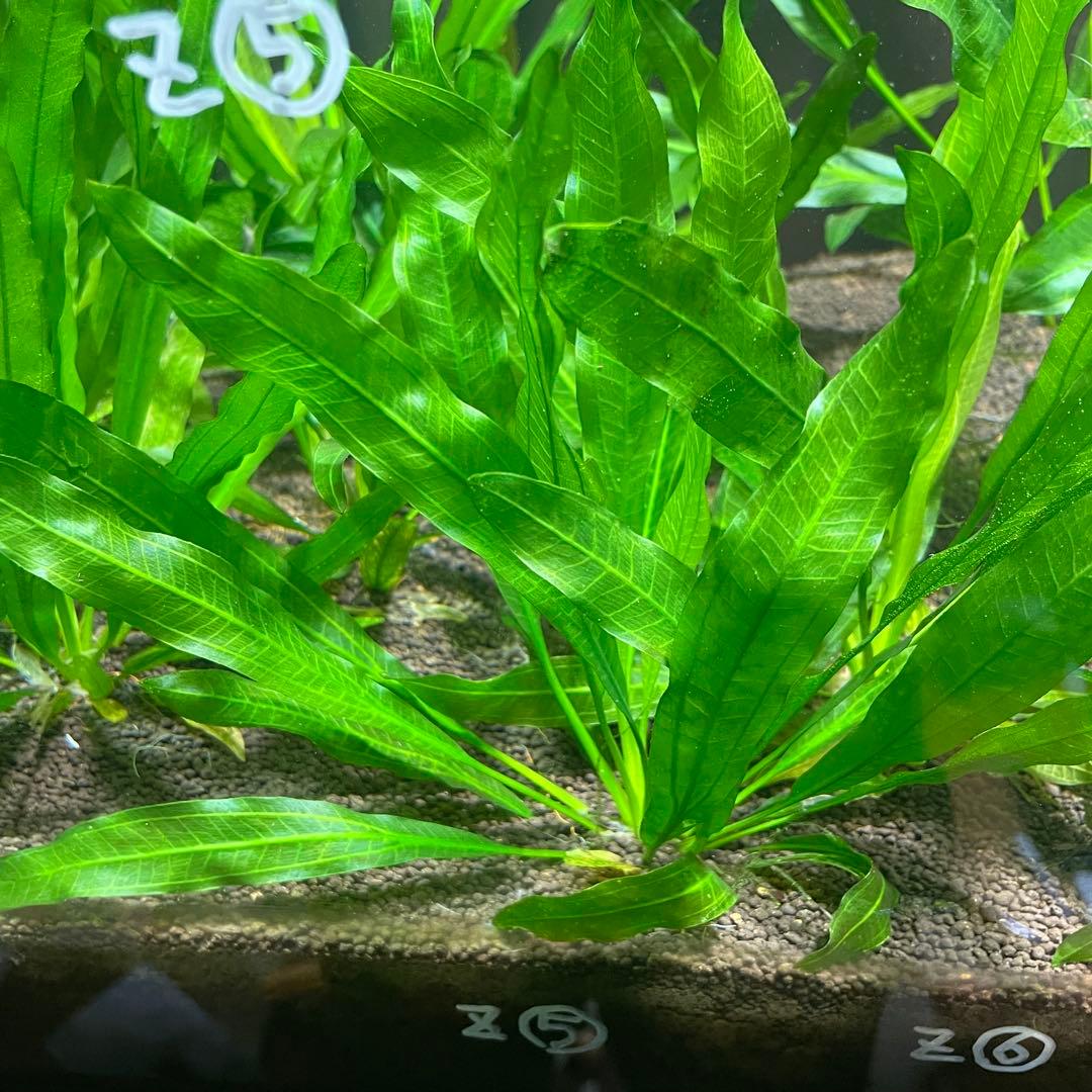 エキノドルスホレマニーグリーン座標軸1株 5番 - メルカリ