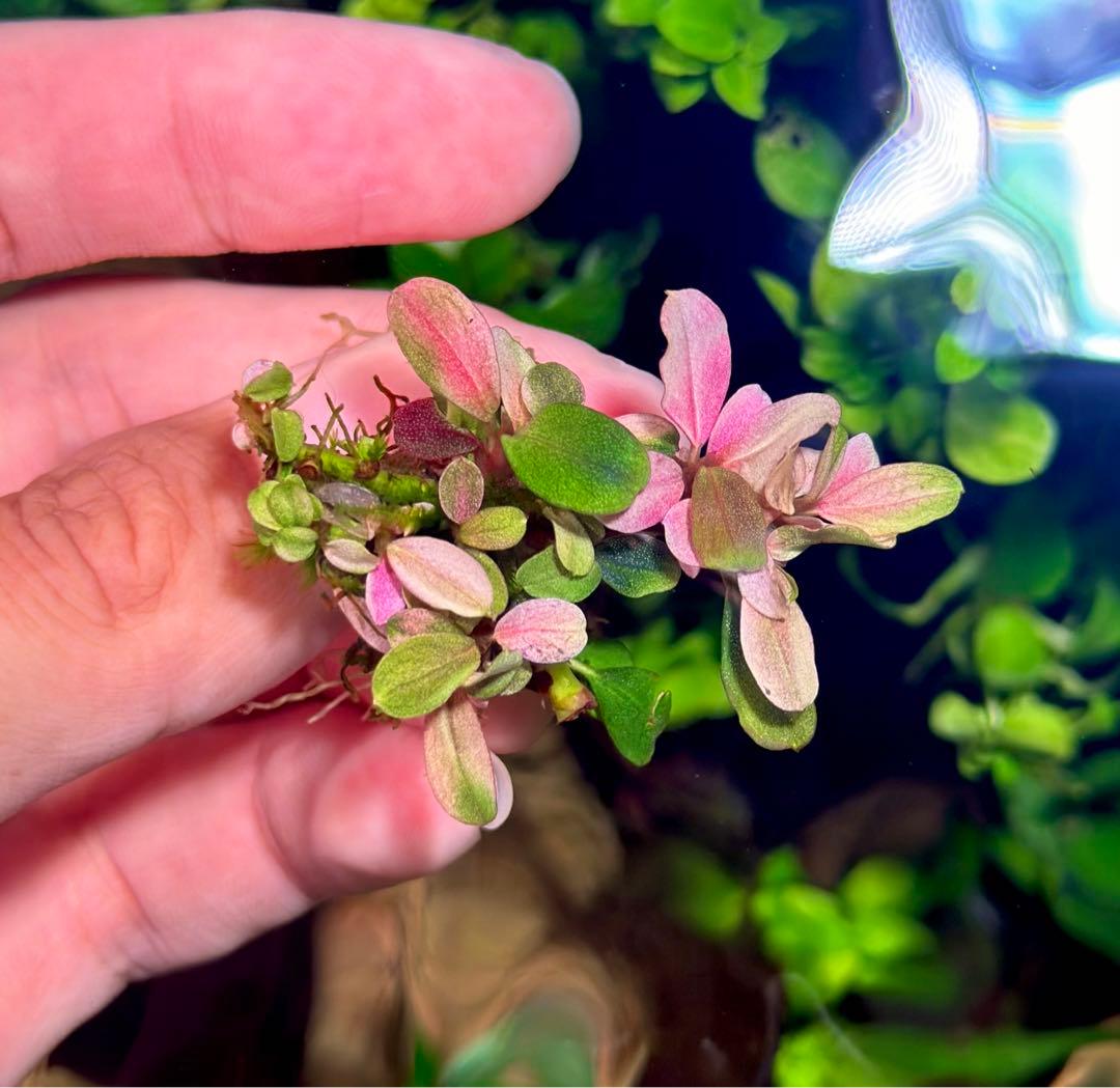 ブセファランドラsp ピンクバリエガータ