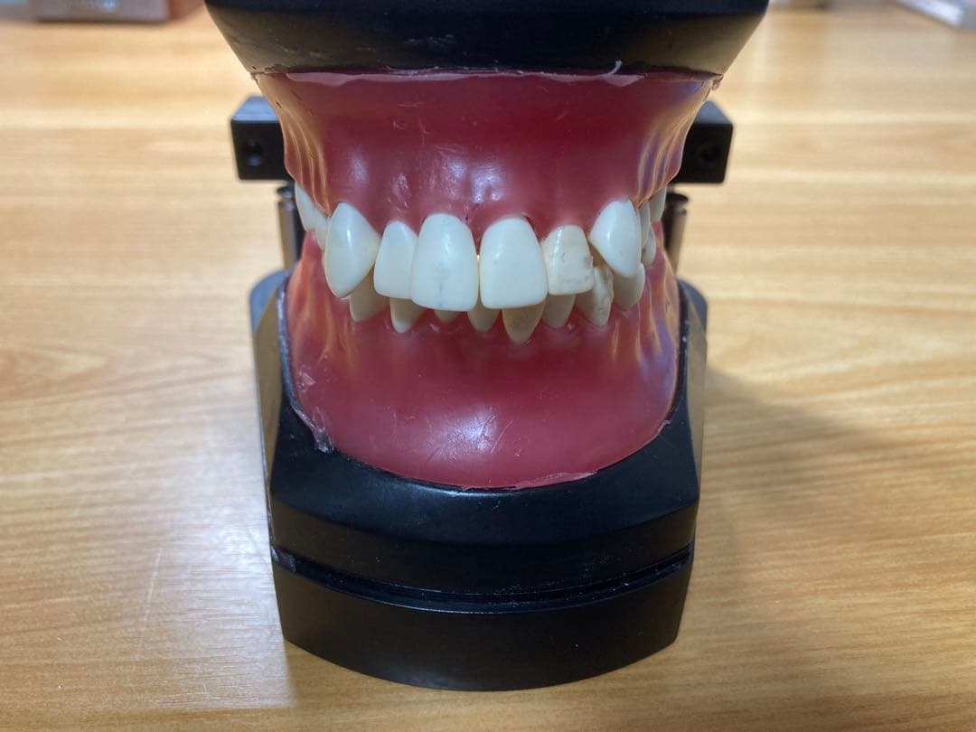 タイポドント咬合器&メタルティースセット ロッキー（JMオーソ）型