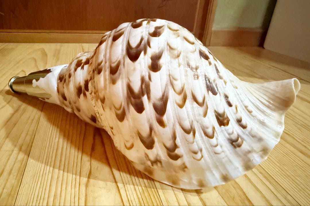 クリスマスセール❗️修験道法螺貝34㎝ 山伏 熊よけ 魔除け❣️ホラガイ