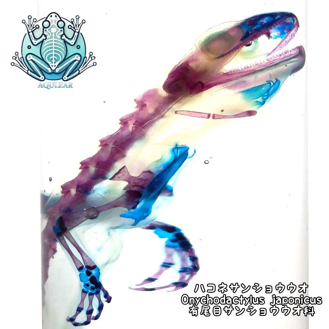 極希少【1点物】 透明骨格標本 ハコネサンショウウオ 成体 約15cm 尻尾断裂 極希少【1点物】 透明骨格標本 ハコネサンショウウオ 成体 約15cm 尻尾断裂