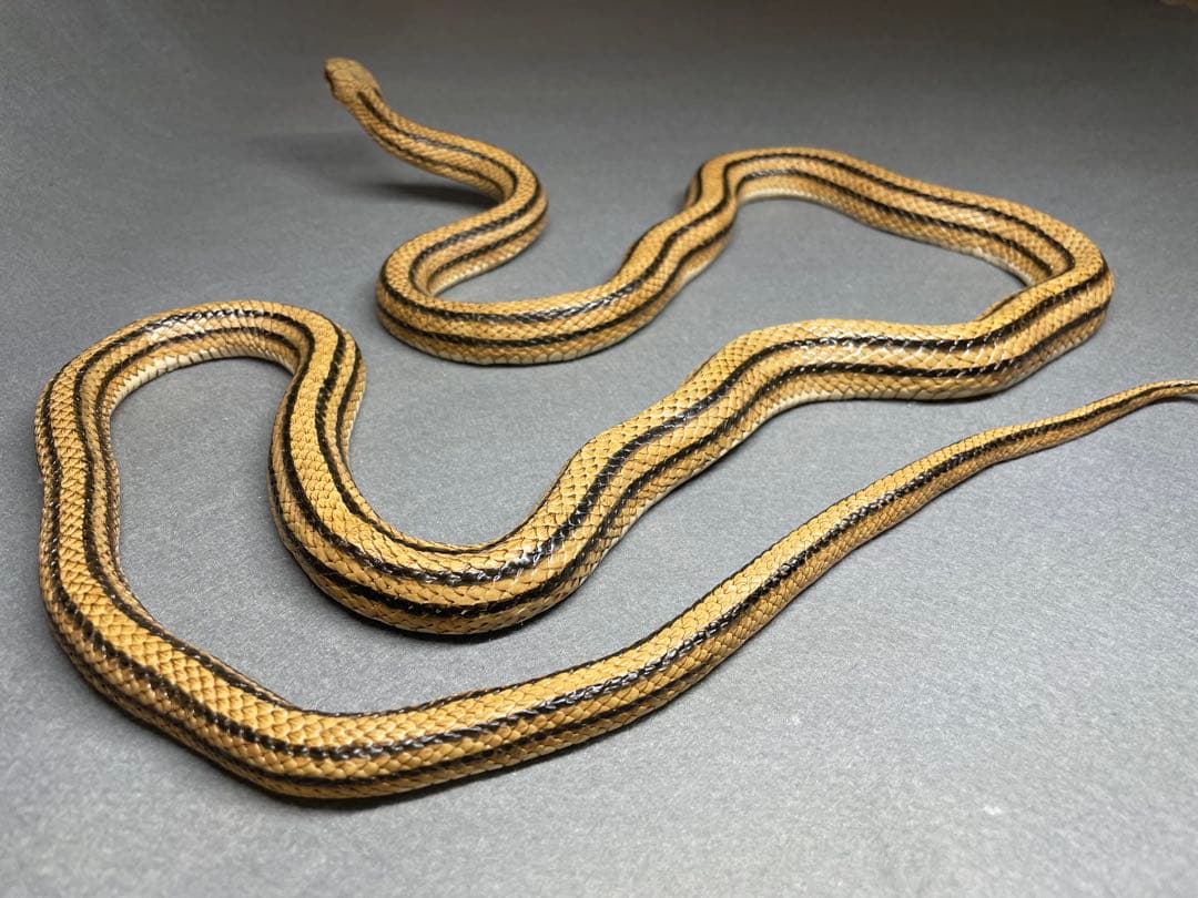 シマヘビ（レプリカ）