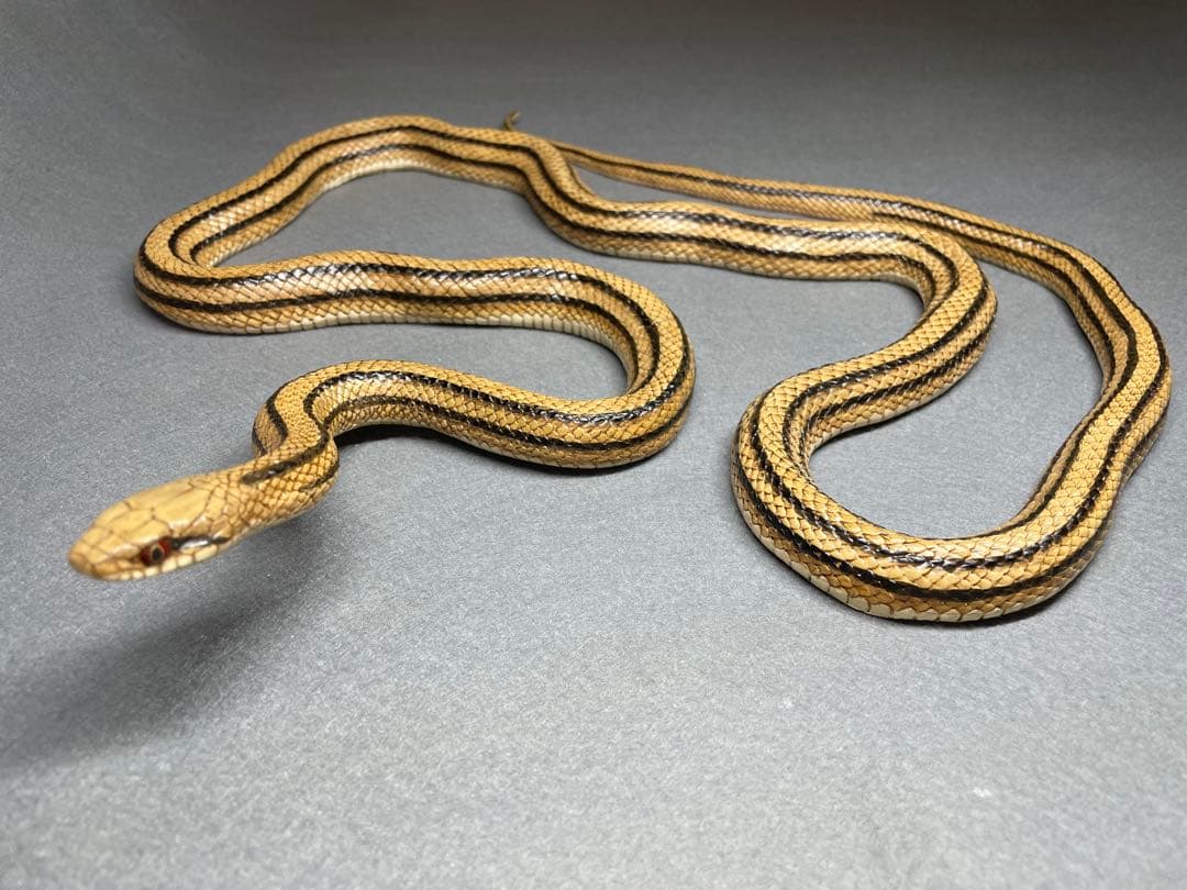 シマヘビ（レプリカ）