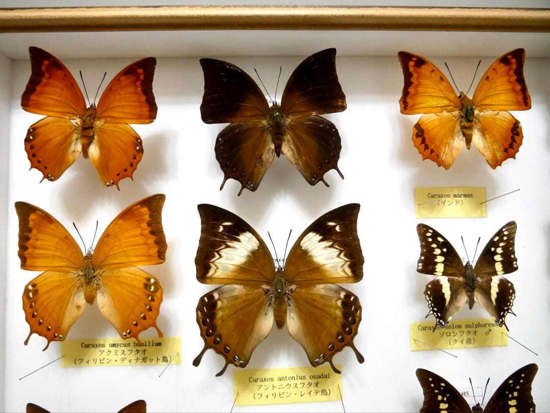 蝶標本 Caraxes フタオ 東南アジア①研究産地別コレクション 大型
