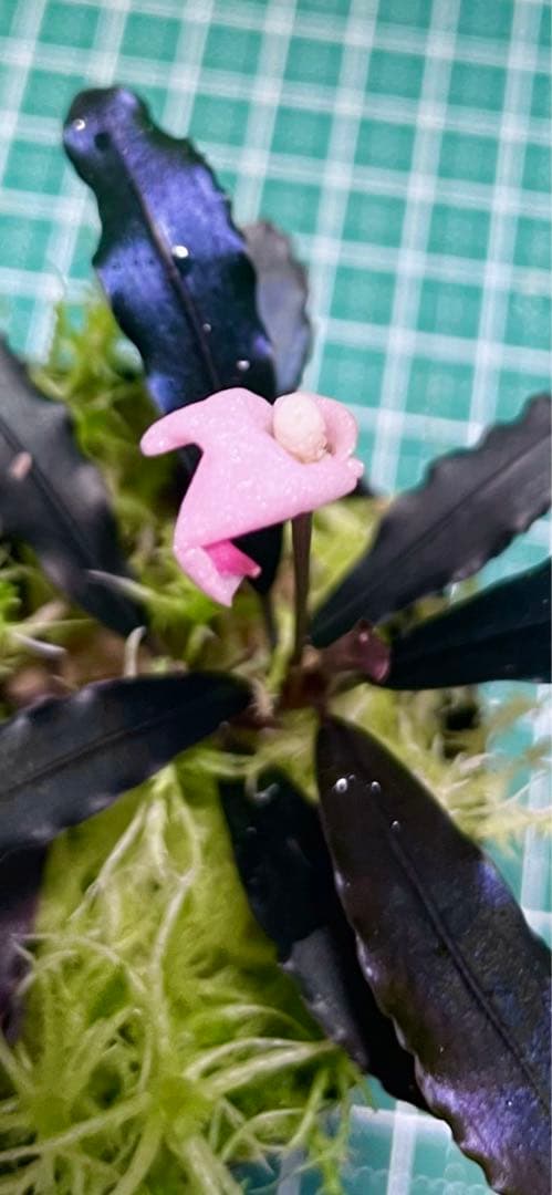 Bucephalandra sp.Ghost kalimantan Bucephalandra sp.Ghost