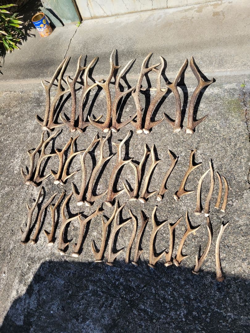 兵庫県☆北部産☆鹿の 天然角29本☆まとめ売り☆