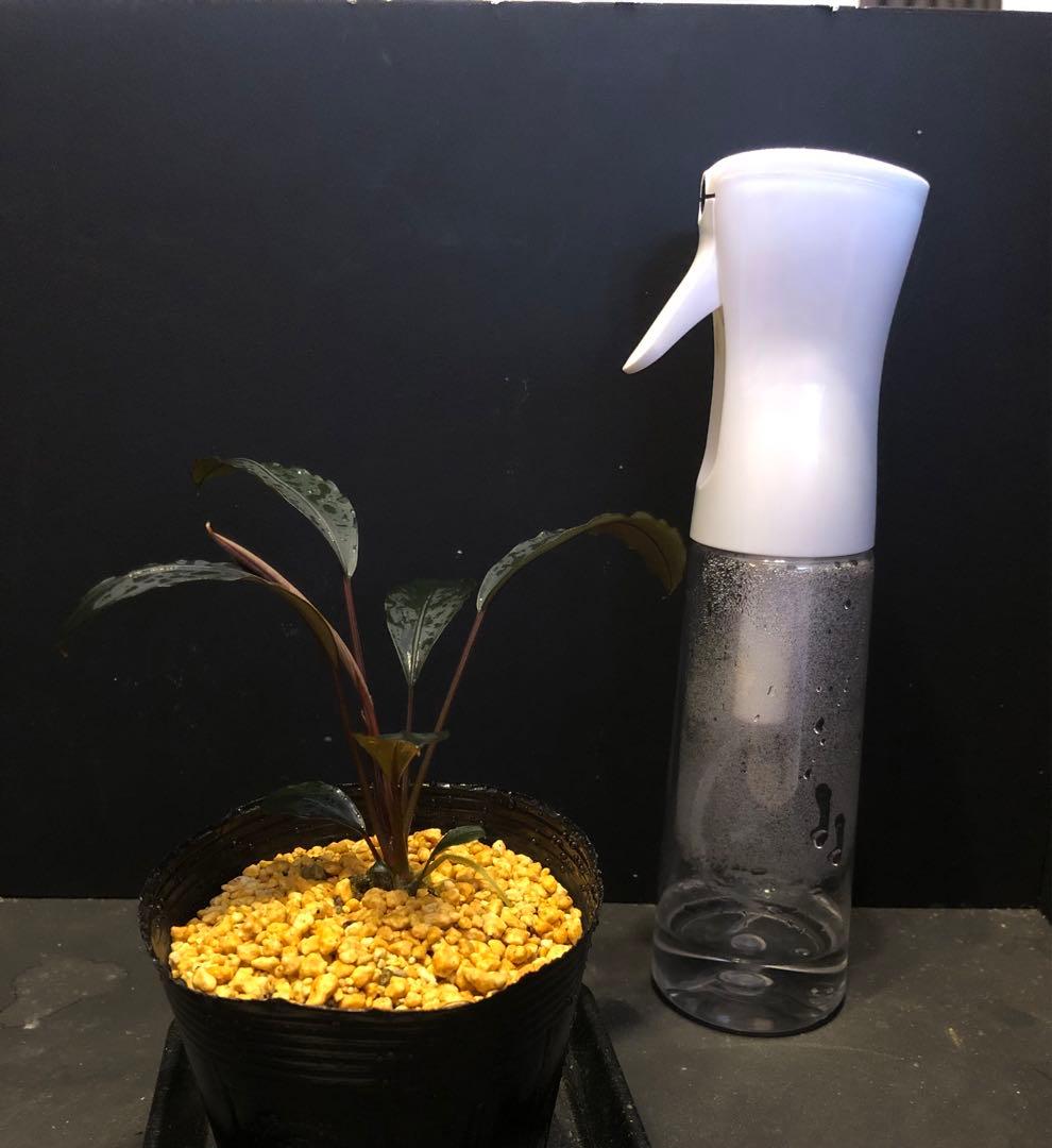 陰性水草の王様的存在Bucephalandra motleyana Miri産