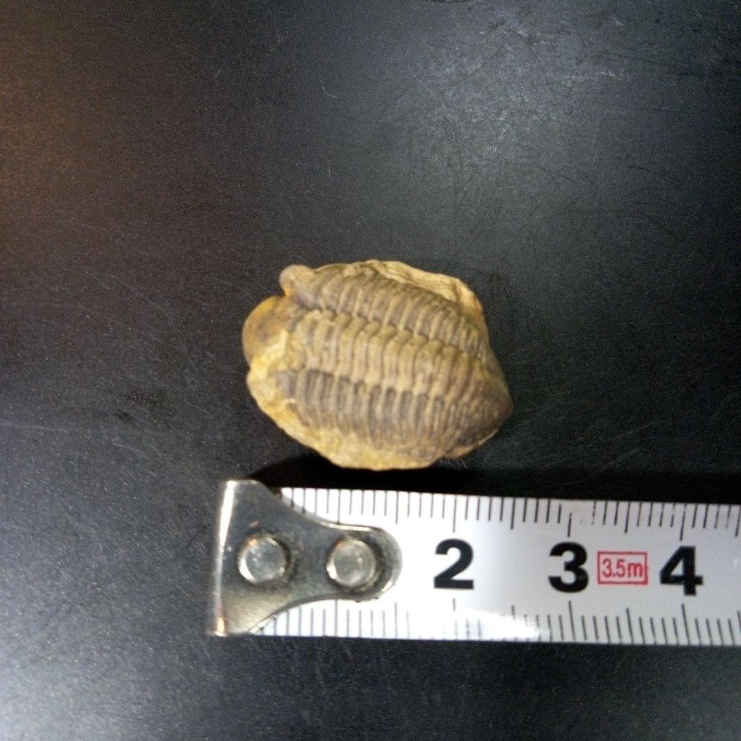 三葉虫 化石 fossil ボリビア産 トライロバイト Fossil番号⑨