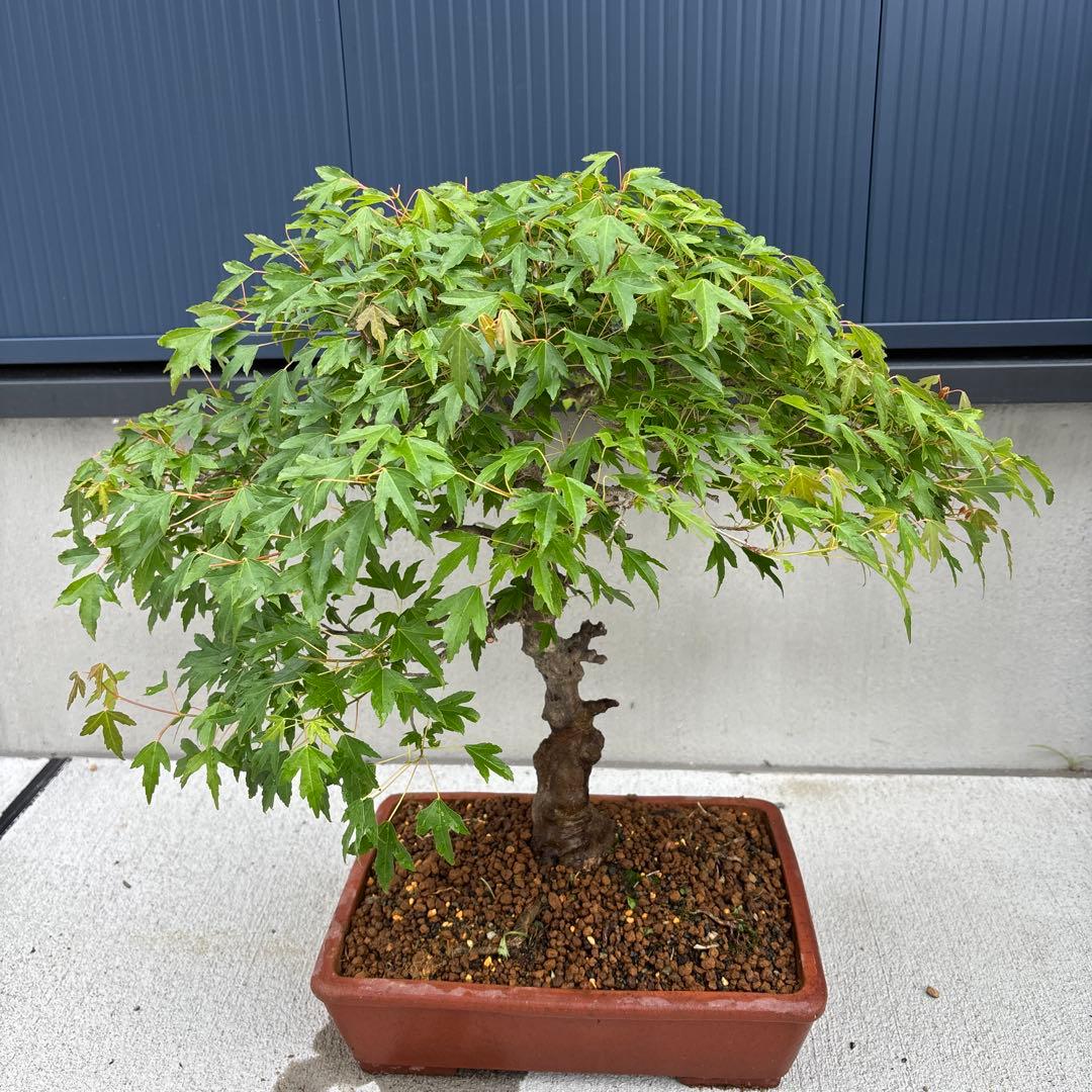 義村秀峰 盆栽鉢 やや大きめ鉢 義村秀峰 盆栽鉢 やや大きめ鉢 義村秀峰