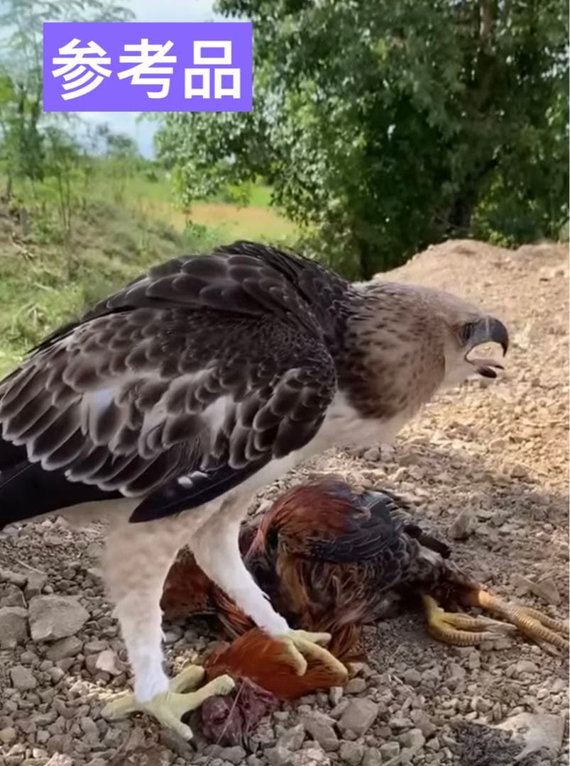 掛軸•不老英姿•鷹•二重箱