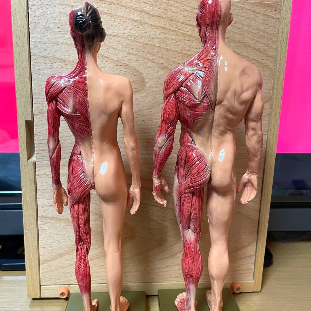 人体模型 超合金 男女セット