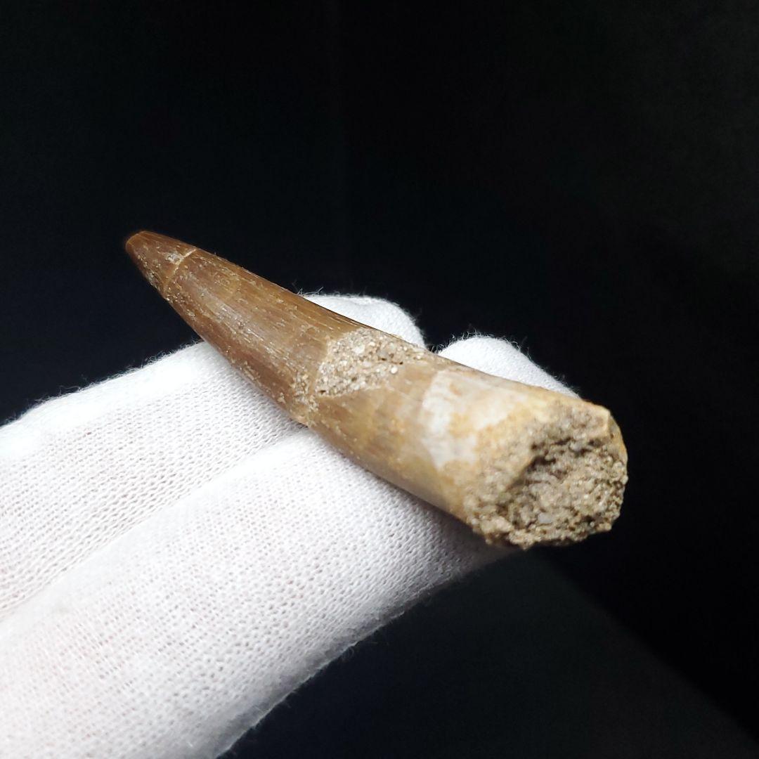 プレシオサウルス 化石 歯 本物 モロッコ産 50.5mm ケース付 pr108