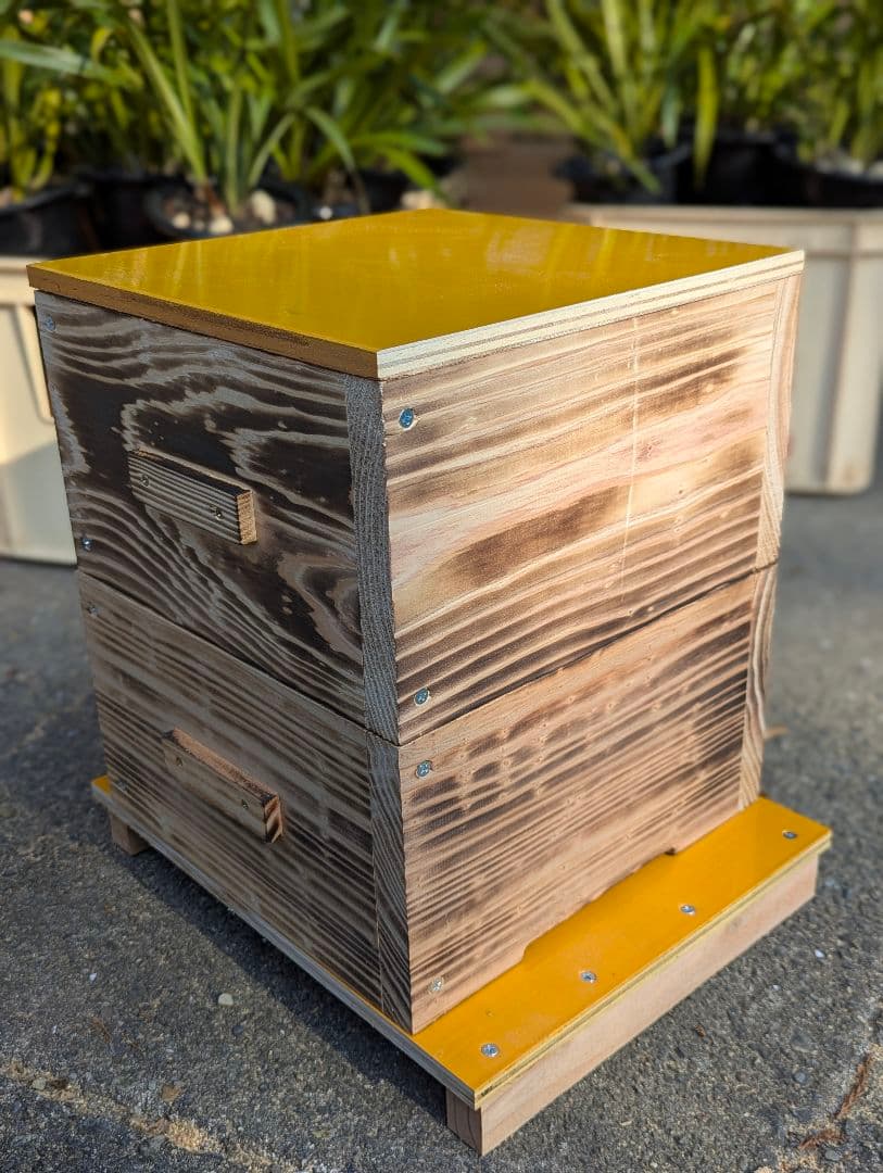 二ホンミツバチ（日本蜜蜂）の分蜂群（重箱式巣箱）