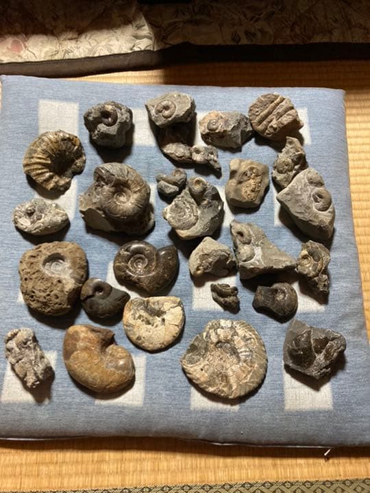 7kg 北海道 アンモナイト 化石 まとめ 夏休み 自由研究 ／ 恐竜 釣り