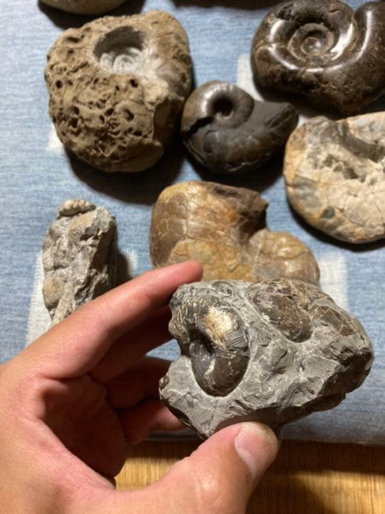 7kg 北海道 アンモナイト 化石 まとめ 夏休み 自由研究 ／ 恐竜 釣り